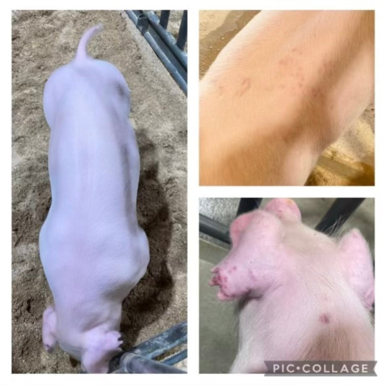 Before and after wound healing results using VetZoneRx Purdy Spray