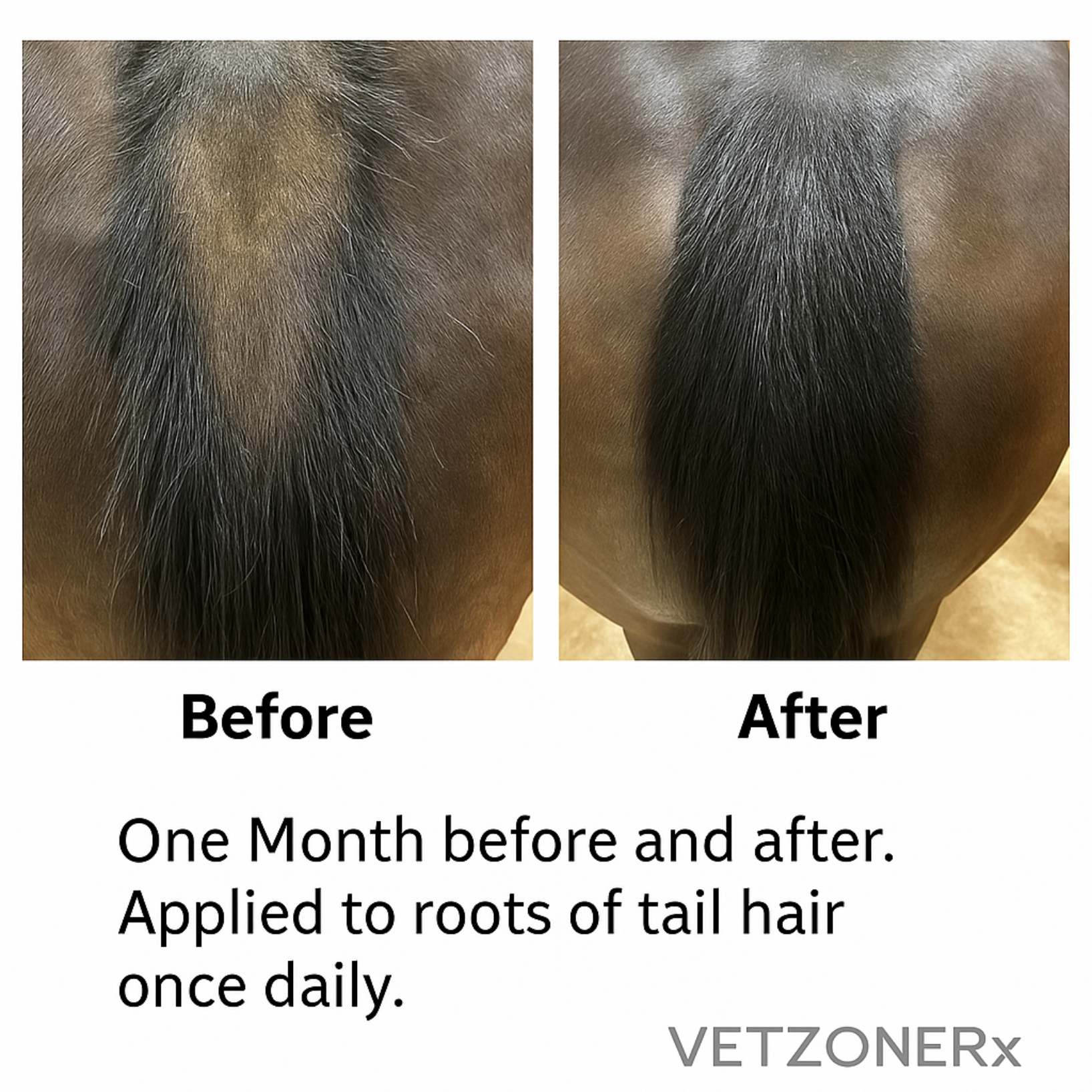 VetZoneRx La’Longer Mane & Tail – Growth serum for stronger, longer manes and tails before and after actual client photo