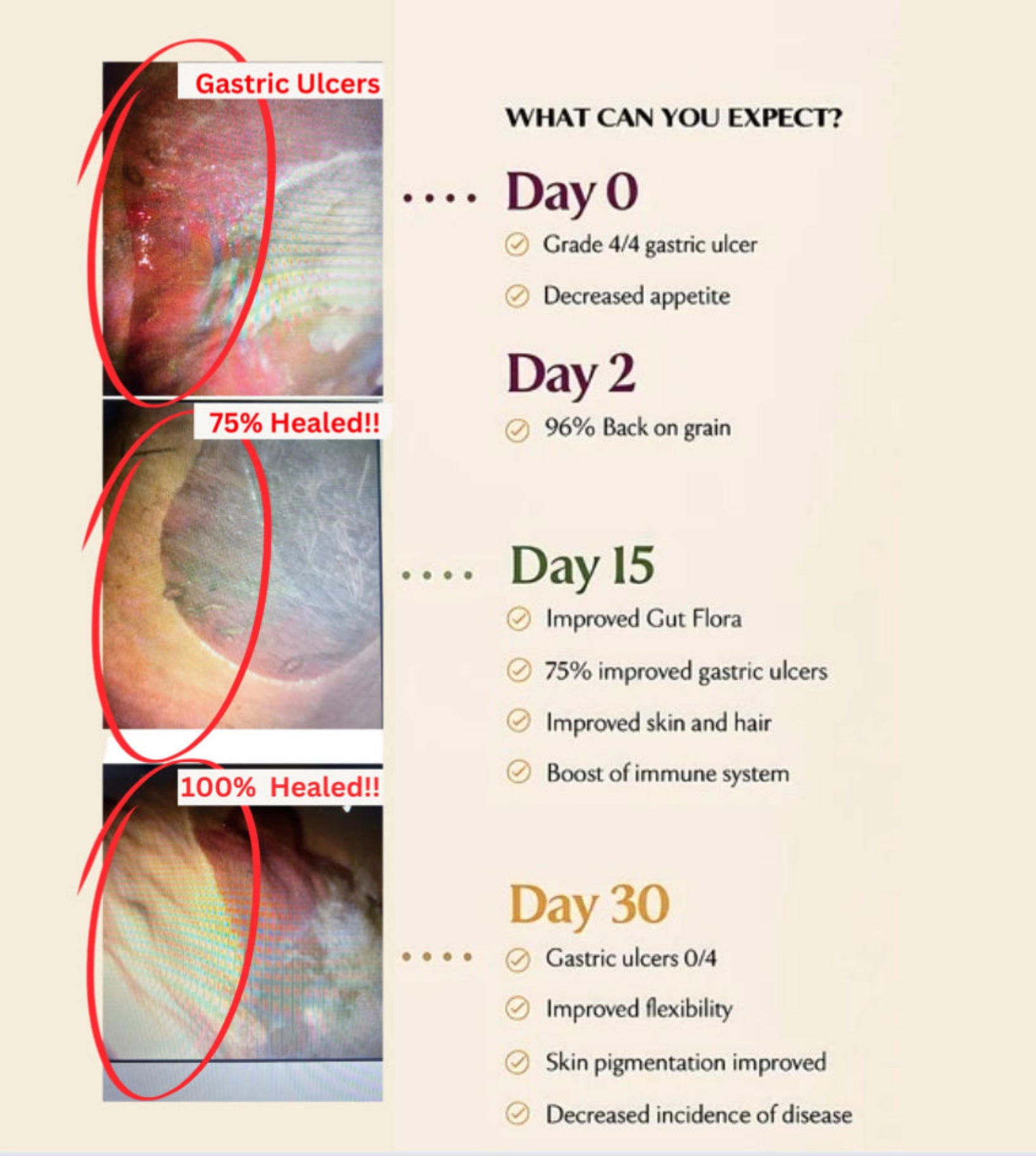 Before and after ulcer and performance improvements using VetZoneRx Three Thirty