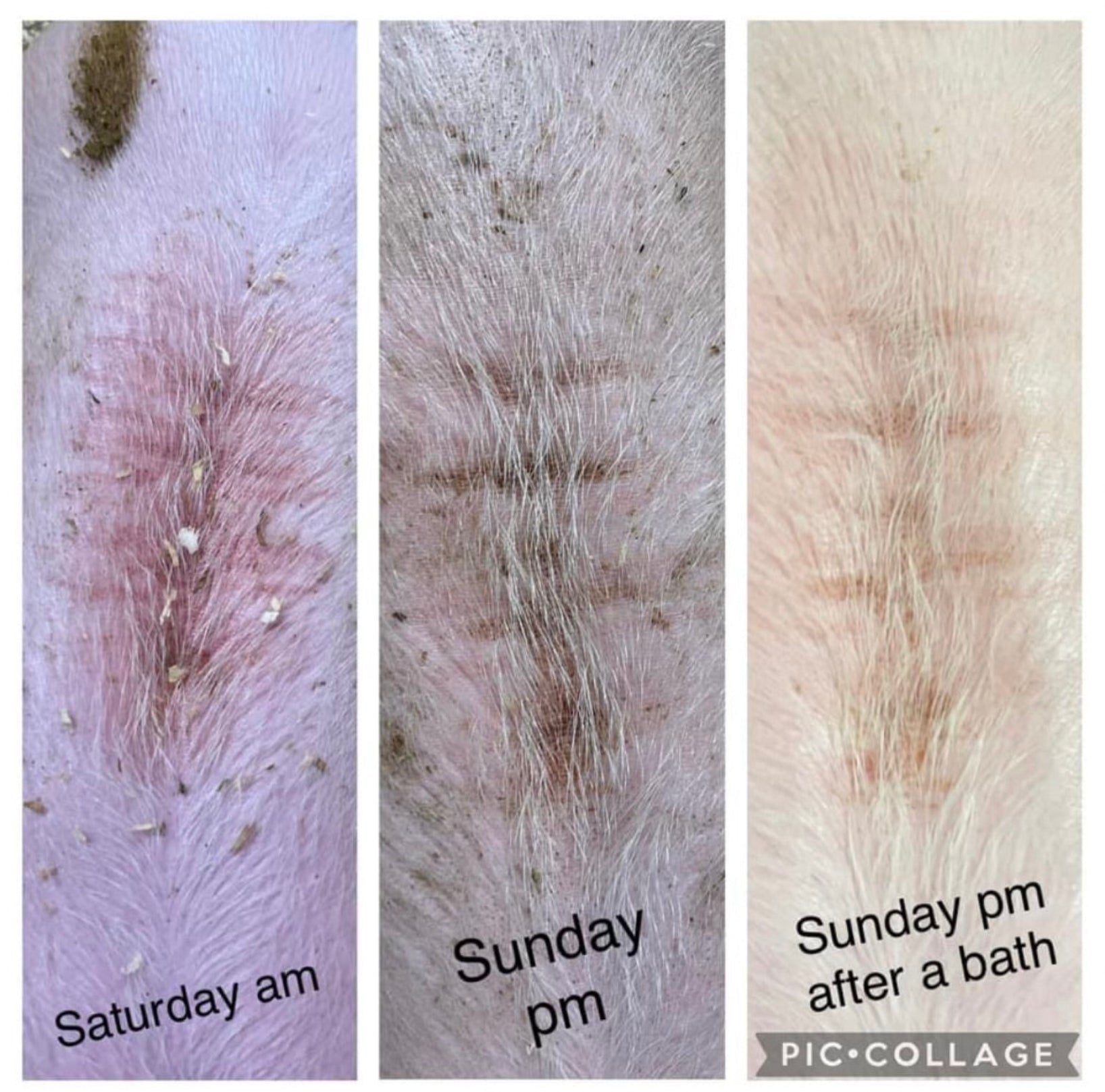 Dippidy Staph Back show pig healing vetzone wound ointment