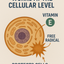 VetZone® SmartSource Vitamin E – 1000 IU/mL Bioavailable Supplement - 96 day supply