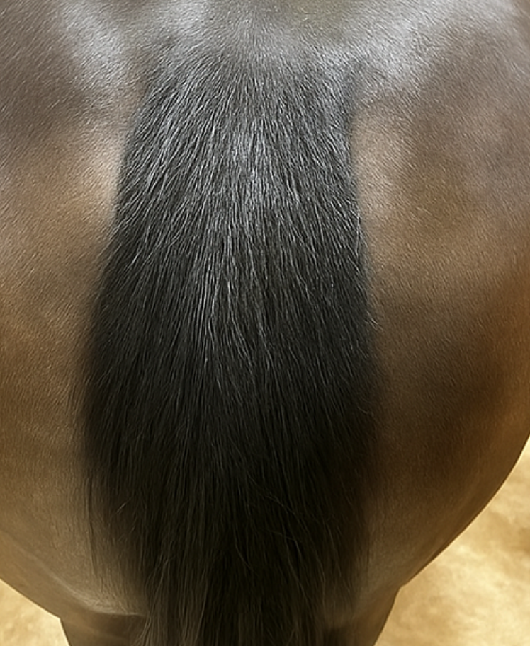 VetZoneRx La’Longer Mane & Tail – Growth serum for stronger, longer manes and tails before and after actual client photo