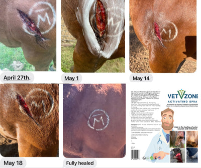 ozonated-wound-spray-vetzonerx-before-after.jpg